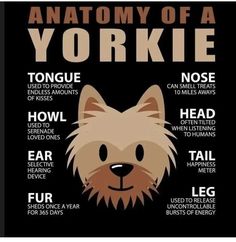 the anatomy of a yorkshire terrier's yorkie dog info poster by person