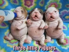 three baby pigs are being fed with a bottle