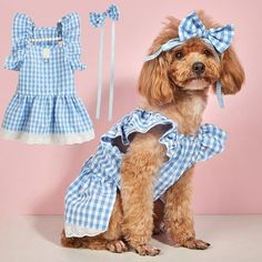 a small dog wearing a blue and white dress next to a pink wall with clothes on it