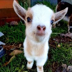 a small goat standing on top of a lush green field