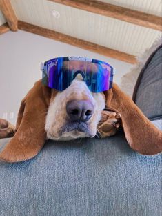 a dog wearing sunglasses laying on top of a couch with its head resting on the arm