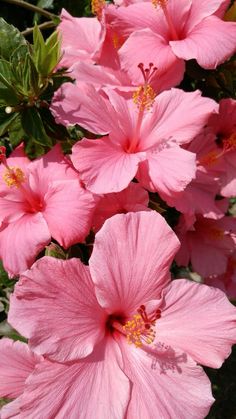 pink flowers are blooming in the sun