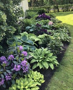 a garden filled with lots of green and purple flowers next to a white house in the background