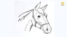 a line drawing of a horse's head with bridle and nosebands