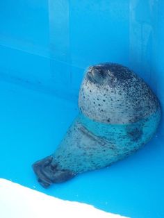 the seal is sitting in the blue water