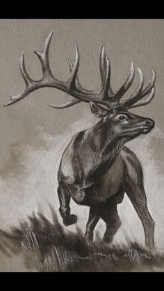 a drawing of an elk with antlers on it's back and the words bull elk original sketch elk pinterest