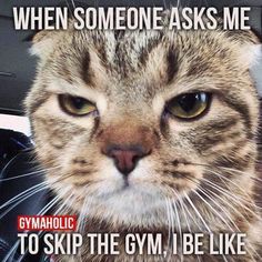 a close up of a cat with a caption that reads, when someone asks me gym the gym i be like