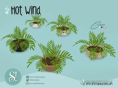 four potted plants are shown with the words hot wind above them and below it