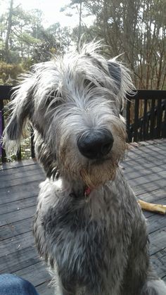 a gray dog sitting on top of a wooden deck