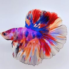 a red, white and blue fish on a white background