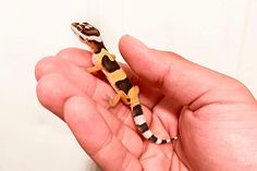 a hand holding a tiny gecko in it's palm