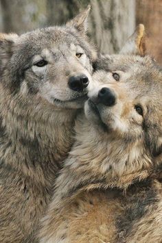 two gray wolfs cuddle together in their zoo enclosure, one is rubbing its face against the other's neck