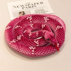 a pink and white snake on a table next to a news paper advertise