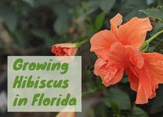 an orange flower with the words growing hibiscus in florida on it's side