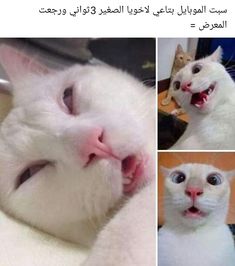 two pictures of a white cat with its mouth open and tongue hanging out to the side