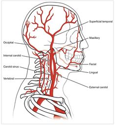 the head and neck are labeled with blood vessels in each section, including the circulator