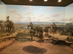 an exhibit with zebras and other animals on display