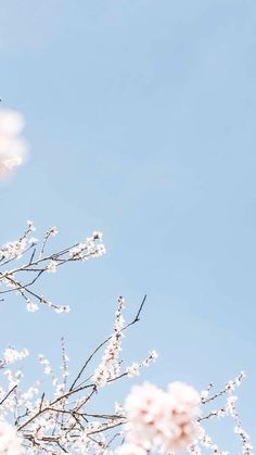 a bird sitting on top of a tree with white flowers in front of a blue sky