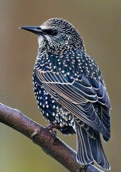 a small bird sitting on top of a tree branch