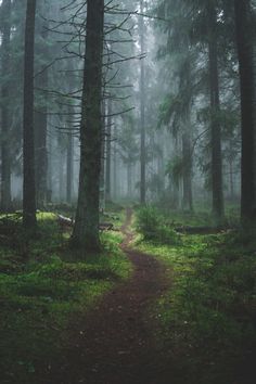 a path in the middle of a forest with trees on both sides and foggy skies overhead