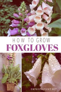 the cover of how to grow foxgloves by emmesofintent