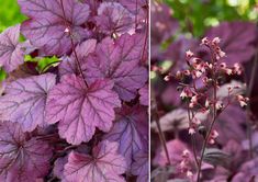 two different types of plants with purple leaves