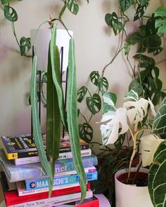 some books are stacked on top of each other in front of a potted plant