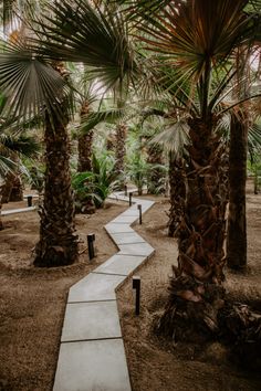 a pathway between two palm trees in a park