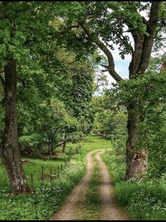 a dirt road surrounded by trees and grass