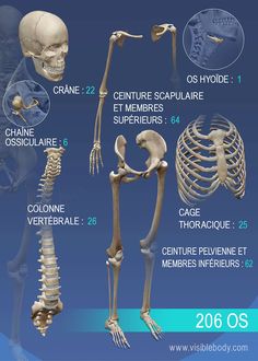 the skeletal skeleton is shown in three different views, including the upper half and lower half