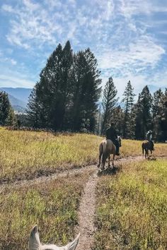 three horses are walking down a dirt path in the grass with trees and mountains in the background