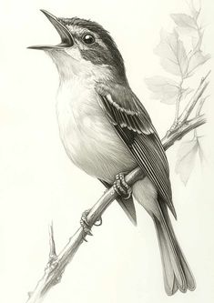 a black and white drawing of a bird on a tree branch with its beak open