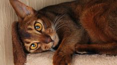 a close up of a cat laying on top of a couch next to a wall