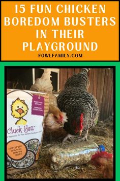 chickens in their coop with text overlay reading 15 fun chicken boredom busters in their playground