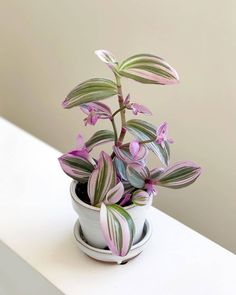 a potted plant sitting on top of a white table