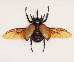 a brown and black insect on a white background