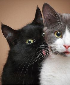 two black and white cats looking at the camera