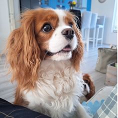 a brown and white dog sitting on top of a bed