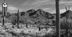 black and white photograph of mountains in the desert with cactus trees, cacti and saguas