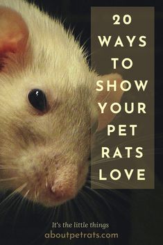 a close up of a rat with the words 20 ways to show your pet rats love