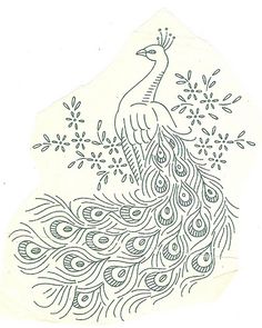 a drawing of a peacock with feathers on it