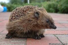 a small hedgehog sitting on top of a brick walkway