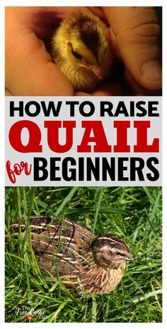 a hand holding a baby duck in the grass with text overlay reading how to raise quail for beginners