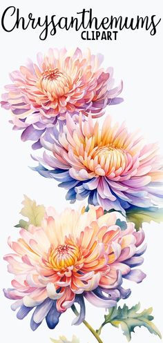 Chrysanthemums clipart set: 10 PNG files, 4000×4000 Pixel, 300 dpi, transparent background, generated with AI and love 💛💙 Chrysanthemum Drawing, Autumn Skin, Chrysanthemum Tattoo, Frame Artwork, Invitations Birthday