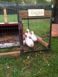 three ducks in a small cage on the grass next to a fence with a sign that says ducks