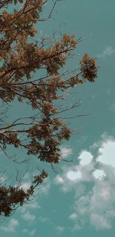 an airplane is flying in the sky above some tree branches and clouds are visible behind it