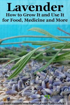 lavender how to grow it and use it for food, medicine and more cover image