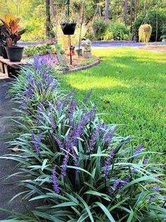 purple flowers are growing in the grass near a bench