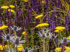 wildflowers and other flowers in a field