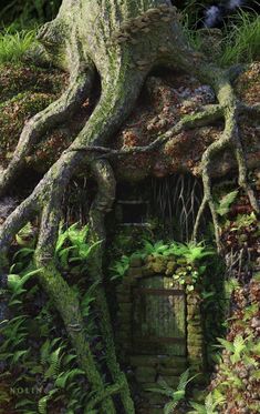 an old tree that is growing out of the side of a building with moss growing on it